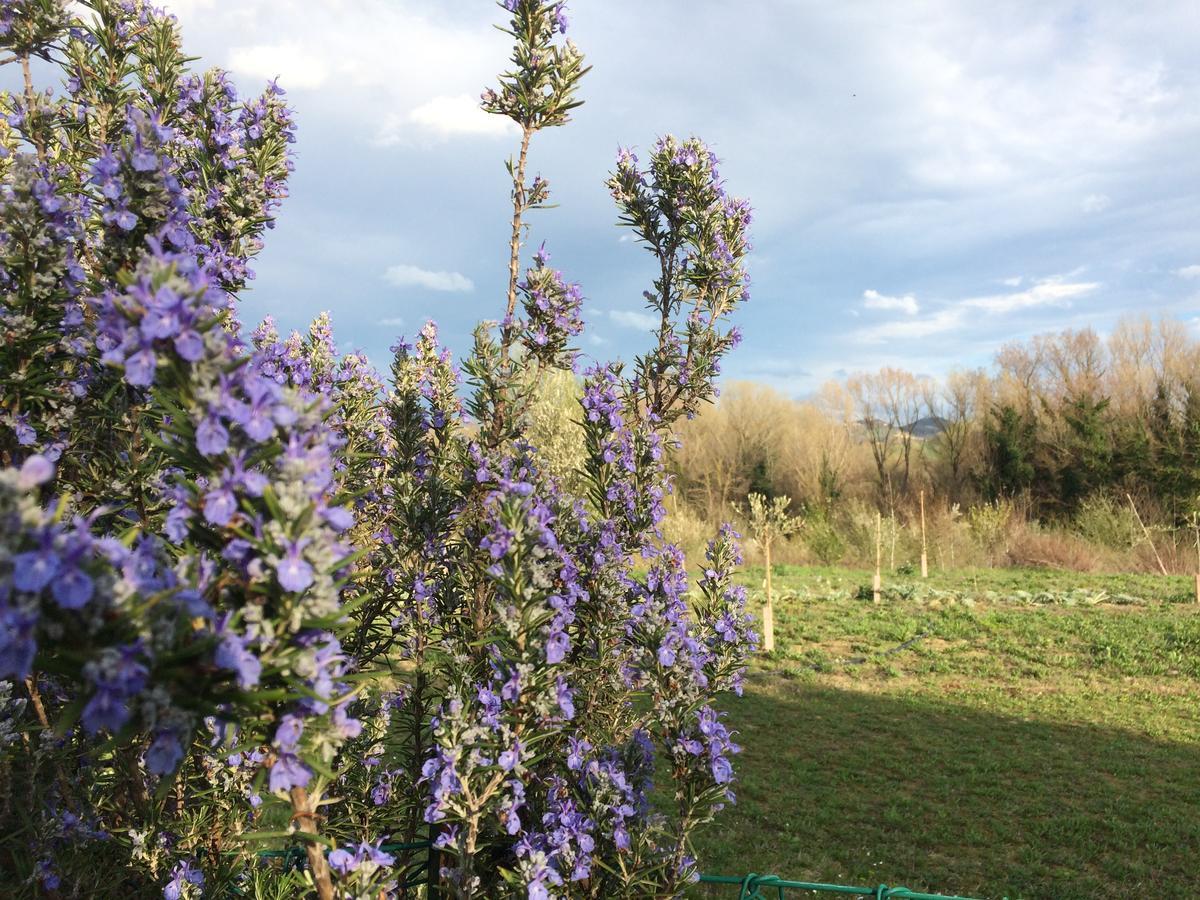 Pensjonat Agriturismo Il Pettirosso Forlì Zewnętrze zdjęcie